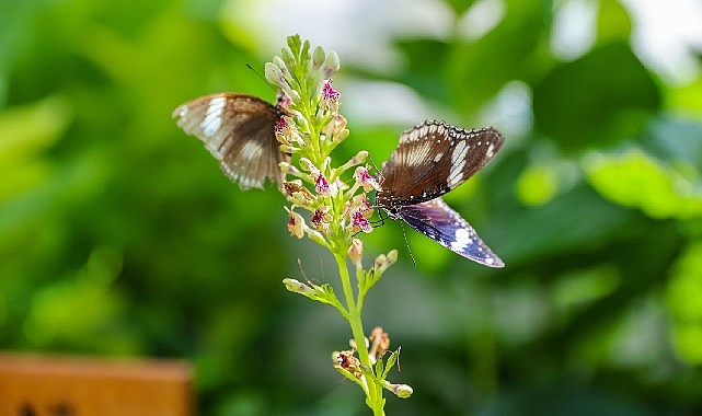 Konya'nın Turizm Yıldızı: Konya Tropikal Kelebek Bahçesi 2025’te 603 bin, toplamda 4 milyon 136 bin 888 ziyaretçiyi ağırladı 1 konyanin turizm yildizi konya tropikal kelebek bahcesi 2025te 603 bin toplamda 4 milyon 136 bin 888 ziyaretciyi agirladi