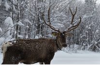 kuzuyaylanin mudavimi kizil geyikler