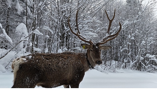 kuzuyaylanin mudavimi kizil geyikler
