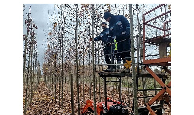 On binlerce bitki Büyükşehir fidanlığında yetişiyor 1 on binlerce bitki buyuksehir fidanliginda yetisiyor
