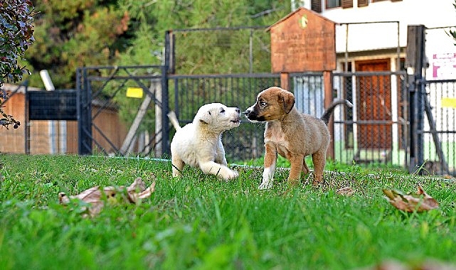 osmangazi belediyesi can dostlarin umudu oluyor