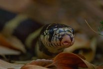 3 bolumden olusan yilanlarin gizli dunyasi 1 mart pazar 20 00de national geographic wild ekranlarinda