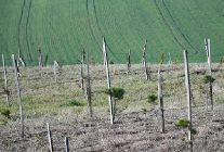 3 yilda 7 bin 761 fidan dikildi