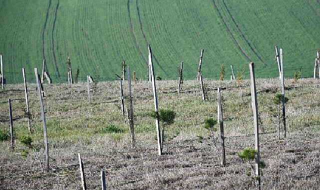 3 yılda 7 bin 761 fidan dikildi 1 3 yilda 7 bin 761 fidan dikildi