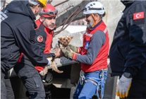 afetzede hayvanlar icin ilcelere arama kurtarma egitimi