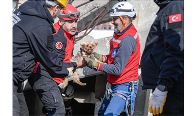 Afetzede hayvanlar için ilçelere arama kurtarma eğitimi 1 afetzede hayvanlar icin ilcelere arama kurtarma egitimi