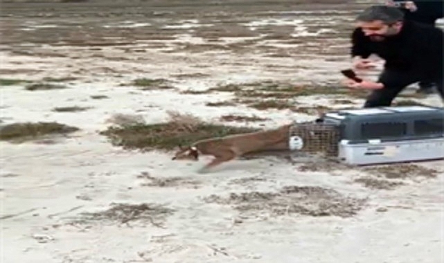 agir yarali bulundu saglikli sekilde dogaya salindi