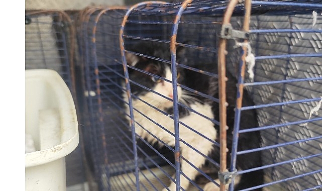 agva deresinde mahsur kalan kedi kurtarildi