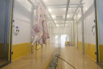 buyuksehir mezbahasinda hijyenik ve helal kesim