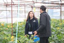 buyuksehirden hortum ve firtinadan zarar goren ureticiye sera naylonu destegi