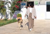 can dostlar yeni yuvalara sahiplendiriliyor