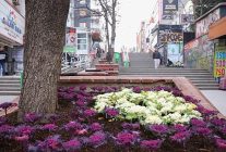 canseradan kent merkezine kis renkleri