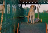 didim belediyesinden can dostlara sevgiyle hizmet