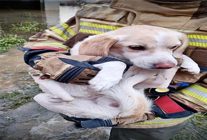 izmir itfaiyesi tum canlilarin imdadina yetisiyor