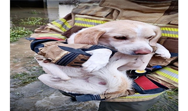 İzmir İtfaiyesi tüm canlıların imdadına yetişiyor 1 izmir itfaiyesi tum canlilarin imdadina yetisiyor