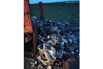 kacak dokume sucustu