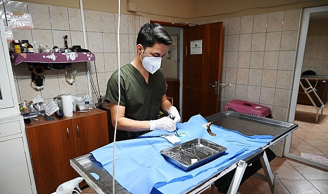 kemer belediyesi can dostlarina sahip cikiyor