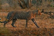 mashatu leoparlarin kralligi 8 subat pazar saat 20 00de national geographic wild ekranlarinda