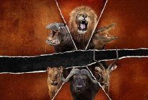 olumcul safari buyuk kedilerin savasi 15 subat pazar saat 20 00de national geographic wild ekranlarinda