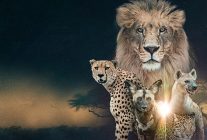 vahsi krallik klanlarin savasi 22 subat pazar saat 20 00de iki bolum art arda national geographic wild ekranlarinda