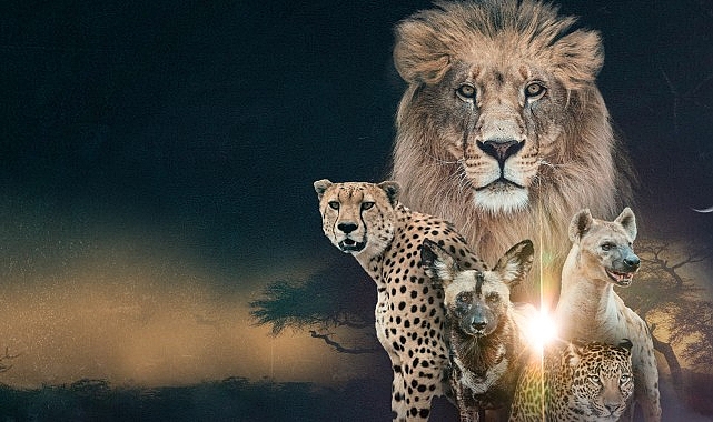 ‘Vahşi Krallık: Klanların Savaşı’, 22 Şubat Pazar Saat 20.00’de İki Bölüm Art Arda National Geographic WILD Ekranlarında! 1 vahsi krallik klanlarin savasi 22 subat pazar saat 20 00de iki bolum art arda national geographic wild ekranlarinda