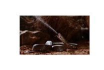 zehir dosyalari yilan isiriginin anatomisi 29 mart pazar 20 00de national geographic wild ekranlarinda