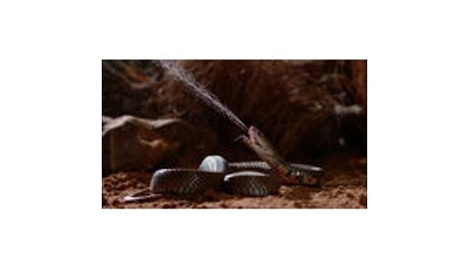 zehir dosyalari yilan isiriginin anatomisi 29 mart pazar 20 00de national geographic wild ekranlarinda