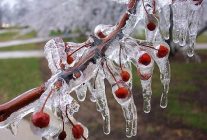 zirai don icin riskli donem yaklasiyor