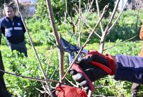 atasemde uygulamali agac budama egitimi