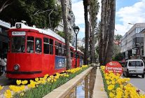 baharin mujdecisi laleler antalya sokaklarini renklendirdi