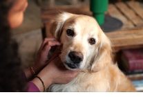 boehringer ingelheimdan kuresel arastirma