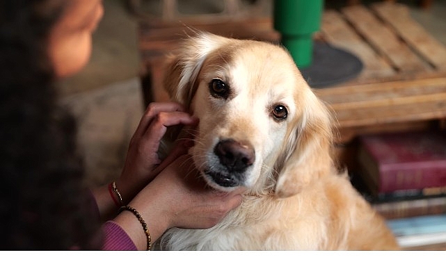 boehringer ingelheimdan kuresel arastirma