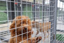 bucanin can dostlarina bes yildizli bakim