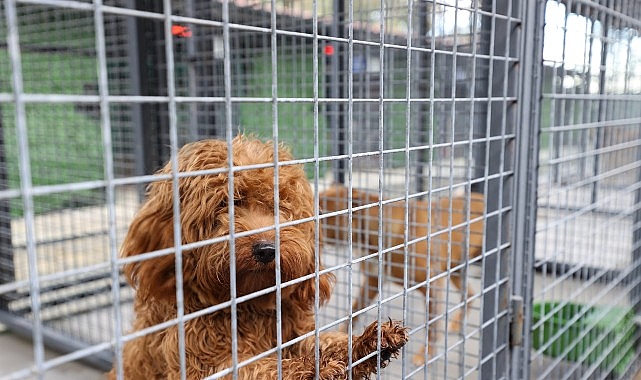 bucanin can dostlarina bes yildizli bakim