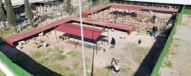 burhaniye belediyesi can dostlari sicak yuvalarla bulusturuyor