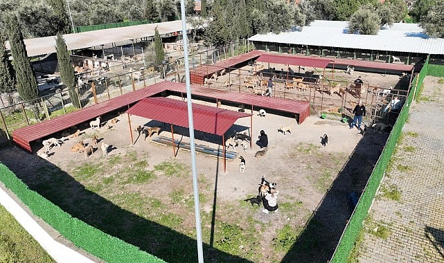 burhaniye belediyesi can dostlari sicak yuvalarla bulusturuyor