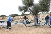 didim belediyesi didime cikan yollari daha da guzellestiriyor