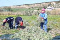 didim belediyesinden ureten belediyecilik uygulamasi