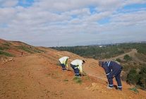 gebzede 4 bin 500 sedir agaci toprakla bulustu