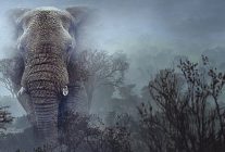 hayalet filler 11 mart carsamba 20 00de national geographic wild ekranlarinda