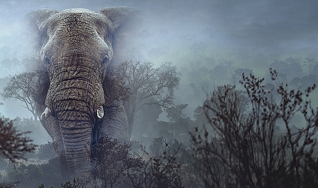 hayalet filler 11 mart carsamba 20 00de national geographic wild ekranlarinda