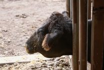 heartland veterinerleri bir aile hikayesi 23 mart pazartesi 21 00de national geographic wild ekranlarinda izleyicilerle bulusuyor