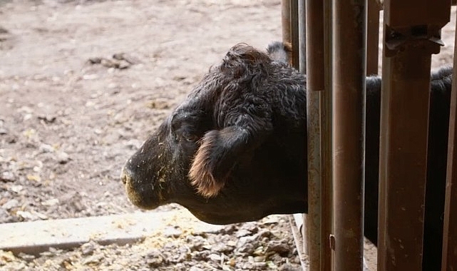 heartland veterinerleri bir aile hikayesi 23 mart pazartesi 21 00de national geographic wild ekranlarinda izleyicilerle bulusuyor