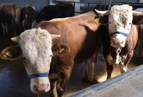 inegol belediyesi hayvan pazarinin kotra ihale tarihi belli oldu