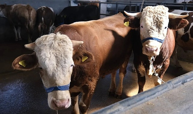 inegol belediyesi hayvan pazarinin kotra ihale tarihi belli oldu