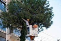 karsiyakada budama seferberligi agaclar bahara hazirlaniyor