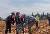 kesilen cevizlerin yerine umut filizlendi