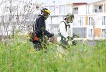 osmangazi yabani otlardan temizleniyor