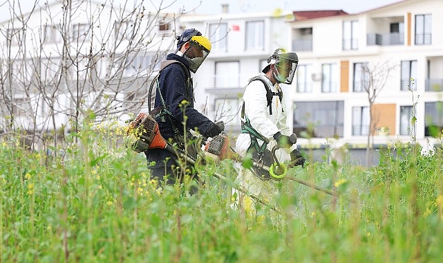 osmangazi yabani otlardan temizleniyor
