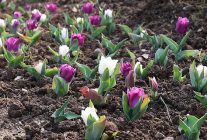 osmangazide 2026 yilinda 470 bin cicek toprakla bulusacak